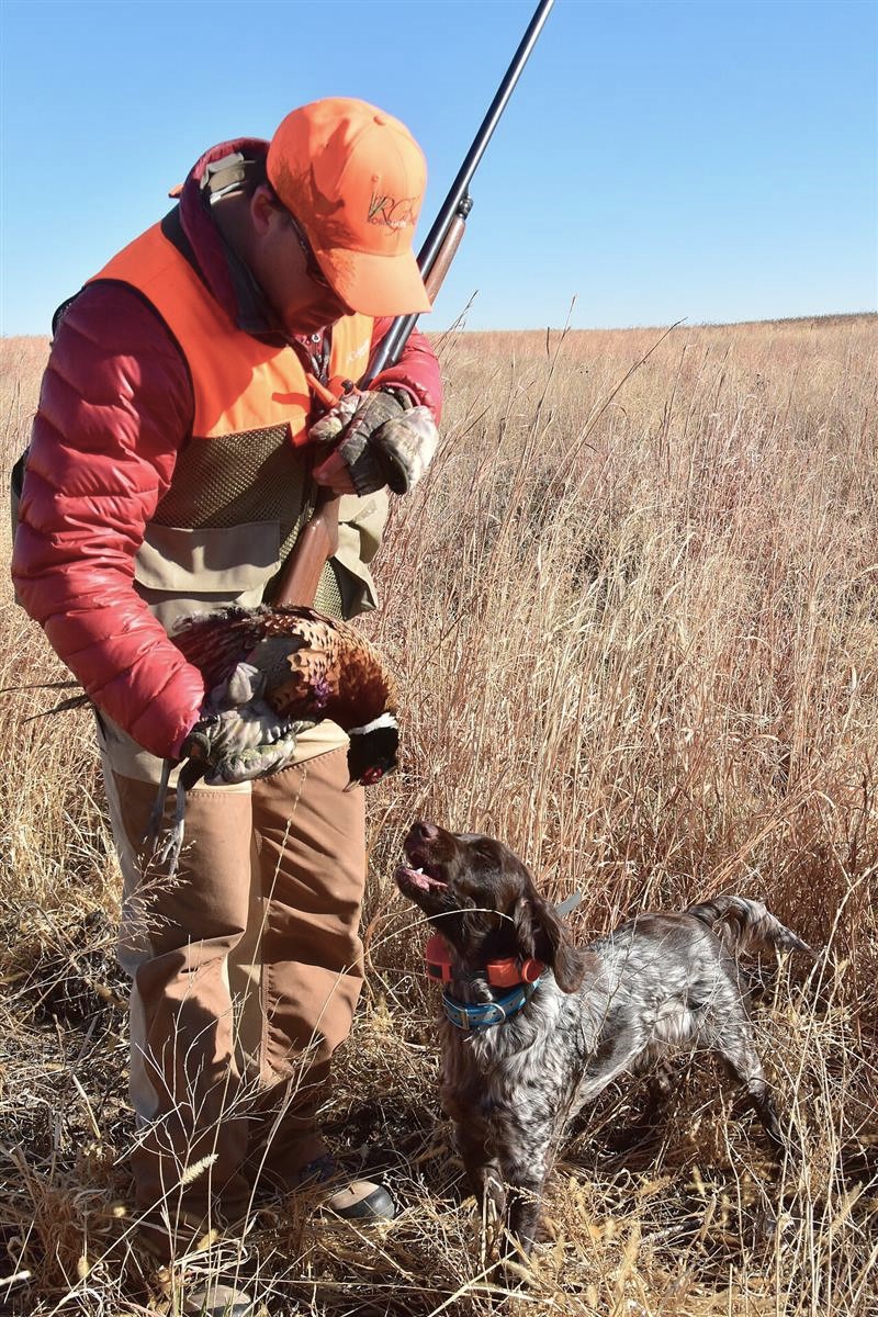 An upland hunter and his dog with a ring-necked pheasant in tall grass