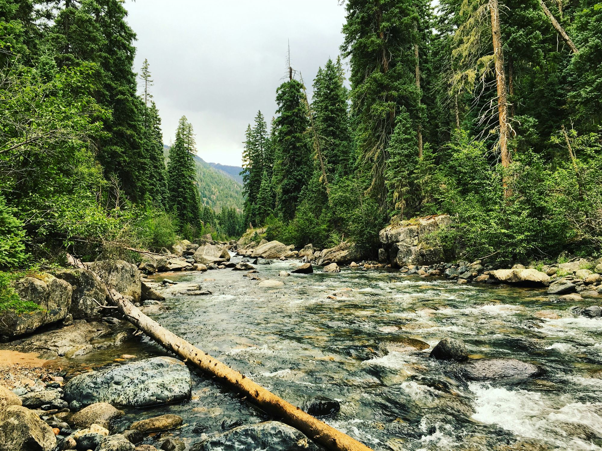 A clear mountain trout stream running through evergreen forest
